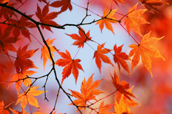 autumn-leaves_beiz.jp_S06905.jpg